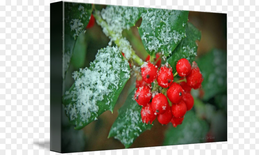 Ian Yule Aquifoliales Holly Strawberry PNG