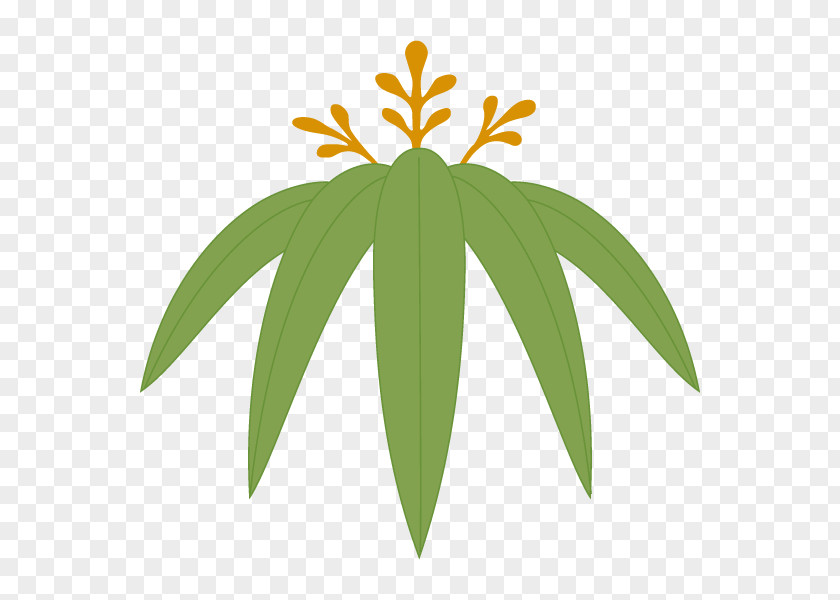 Illustration Leaf Graphics Plants Design PNG