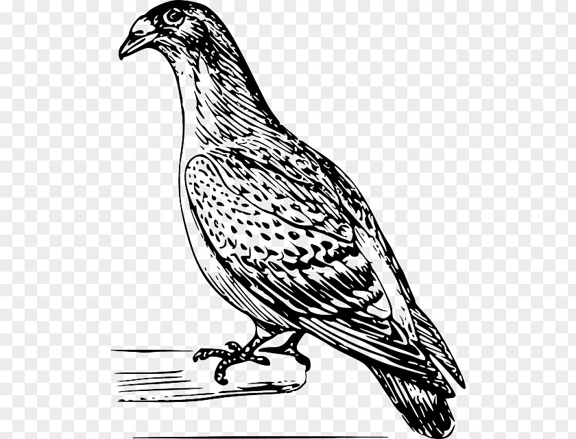 Design Columbidae Domestic Pigeon Drawing Clip Art PNG