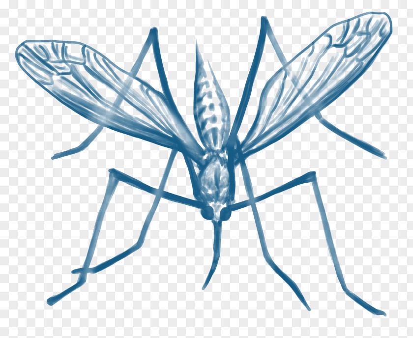 Mosquito Control Malaria Insect Disease PNG