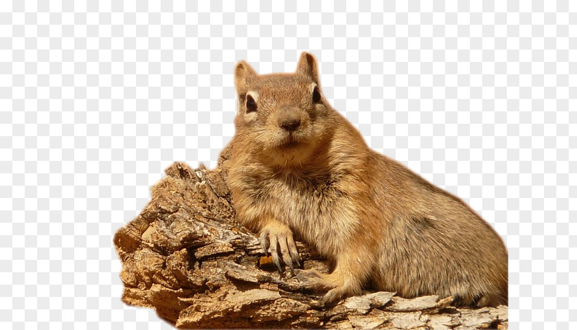 Squirrel Golden-mantled Ground Grizzly Paper Rodent PNG