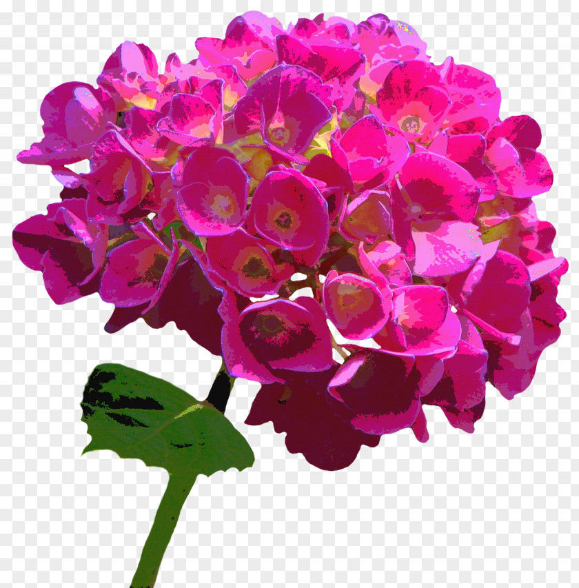 Hydrangea Flower Pink Garden Roses PNG