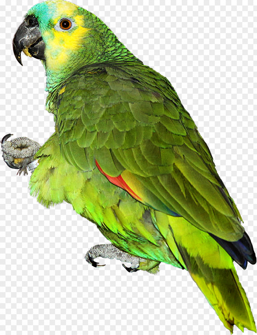 Parrot Lovebird Turquoise-fronted Amazon PNG