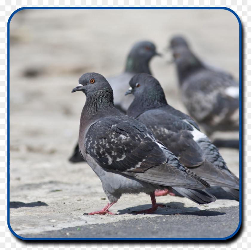 Pigeon Columbidae Domestic Essential Pest Control Bird Tucson PNG