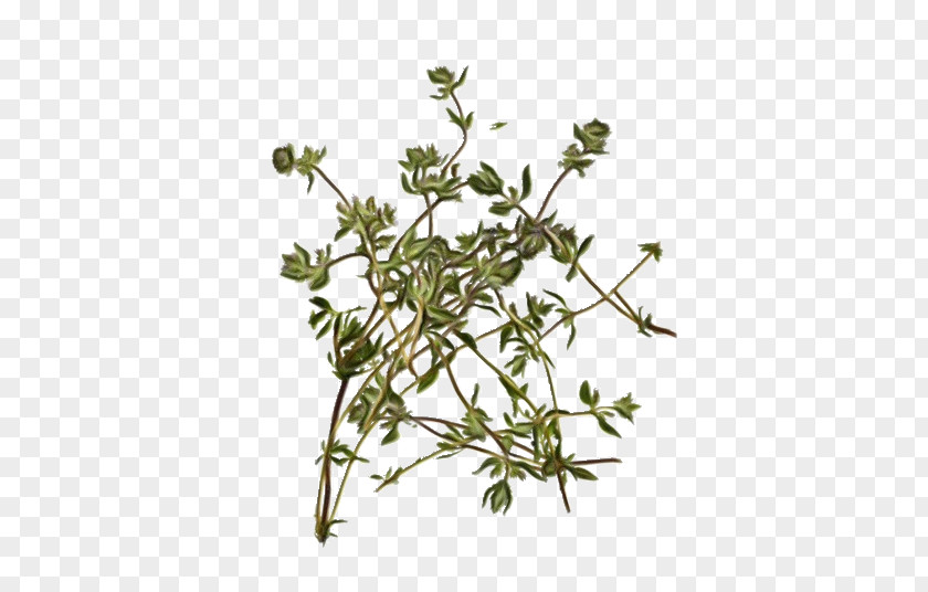 Cleavers Herb Flower Flowering Plant Ledum Branch PNG