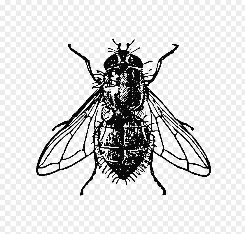 Dead Fly Clip Royalty-free Stock Photography Illustration T-shirt Drawing PNG