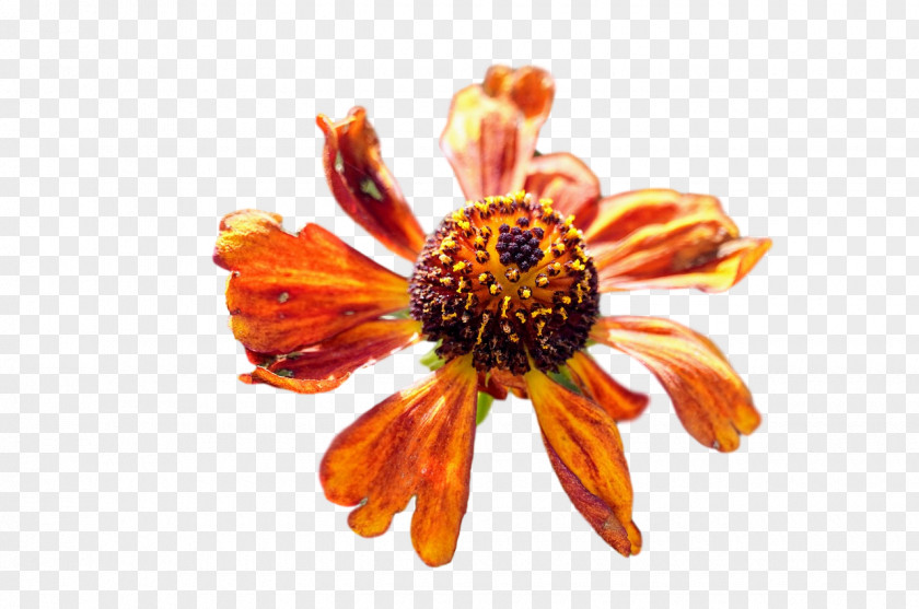 Flower Cut Flowers Daisy Family Petal 0jc PNG