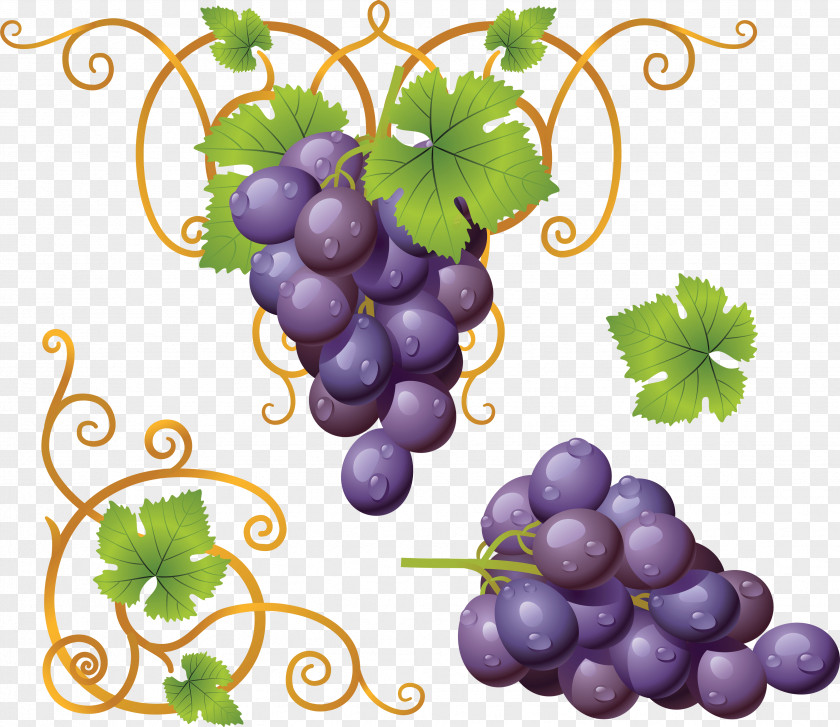 Grape Image Common Vine Wine Leaves PNG