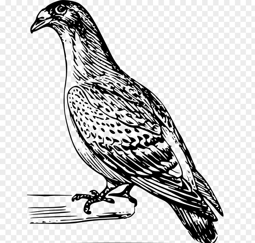 Pigeons Vector Columbidae Domestic Pigeon Drawing Clip Art PNG