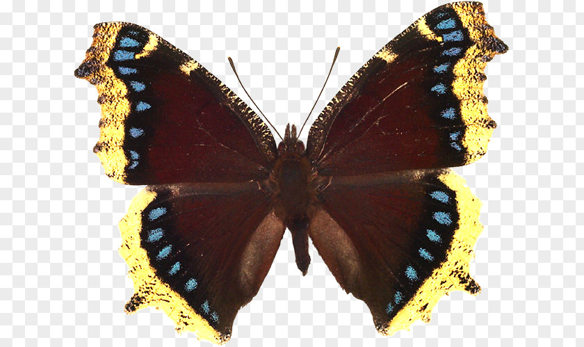 Butterfly Gardening Mourning Cloak Small Tortoiseshell Death's-head Hawkmoth PNG
