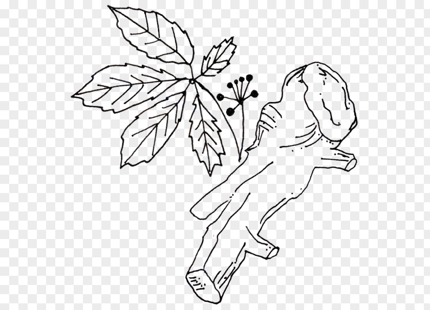 Drawing /m/02csf Line Art Illustration Leaf PNG