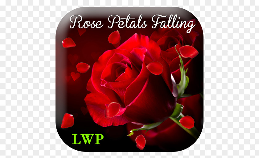 Falling Petal Stock Photography Rose Valentine's Day Red Wallpaper PNG