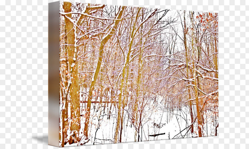 Snow Forest Winter PNG