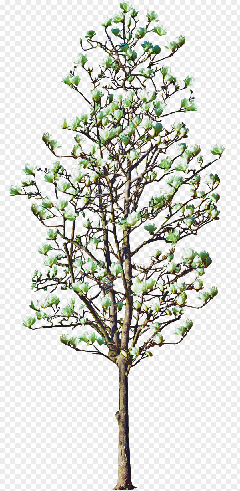 Moschatel Family Twig Tree Background PNG