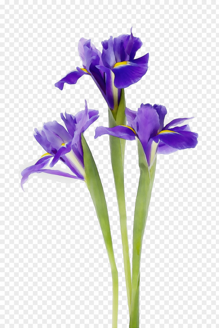 Perennial Plant Gentian Family Blue Iris Flower PNG