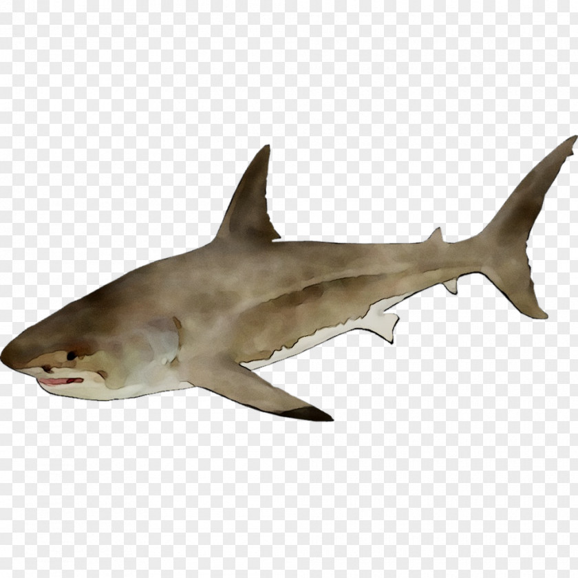 Great White Shark Tiger Requiem Sharks Squaliform PNG