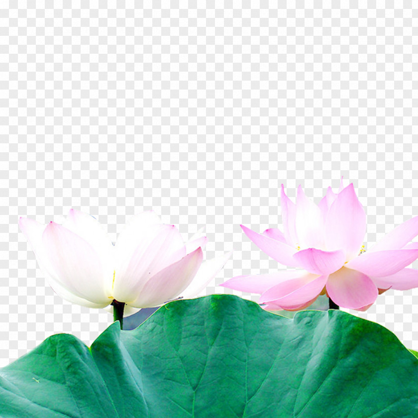 Lotus Nelumbo Nucifera Download Leaf Clip Art PNG