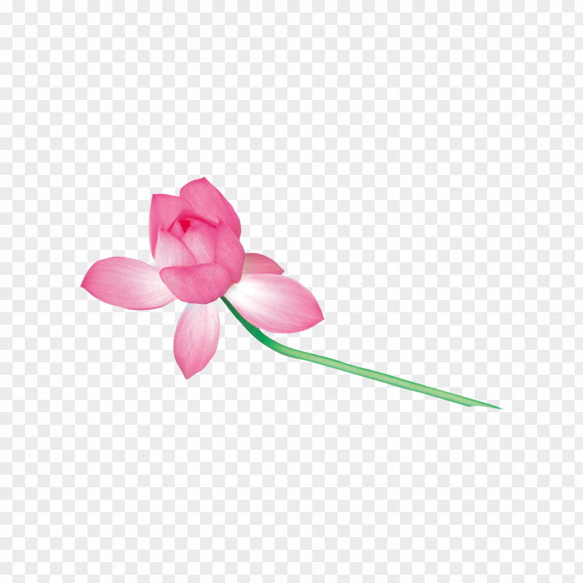 Lotus Nelumbo Nucifera Euclidean Vector PNG