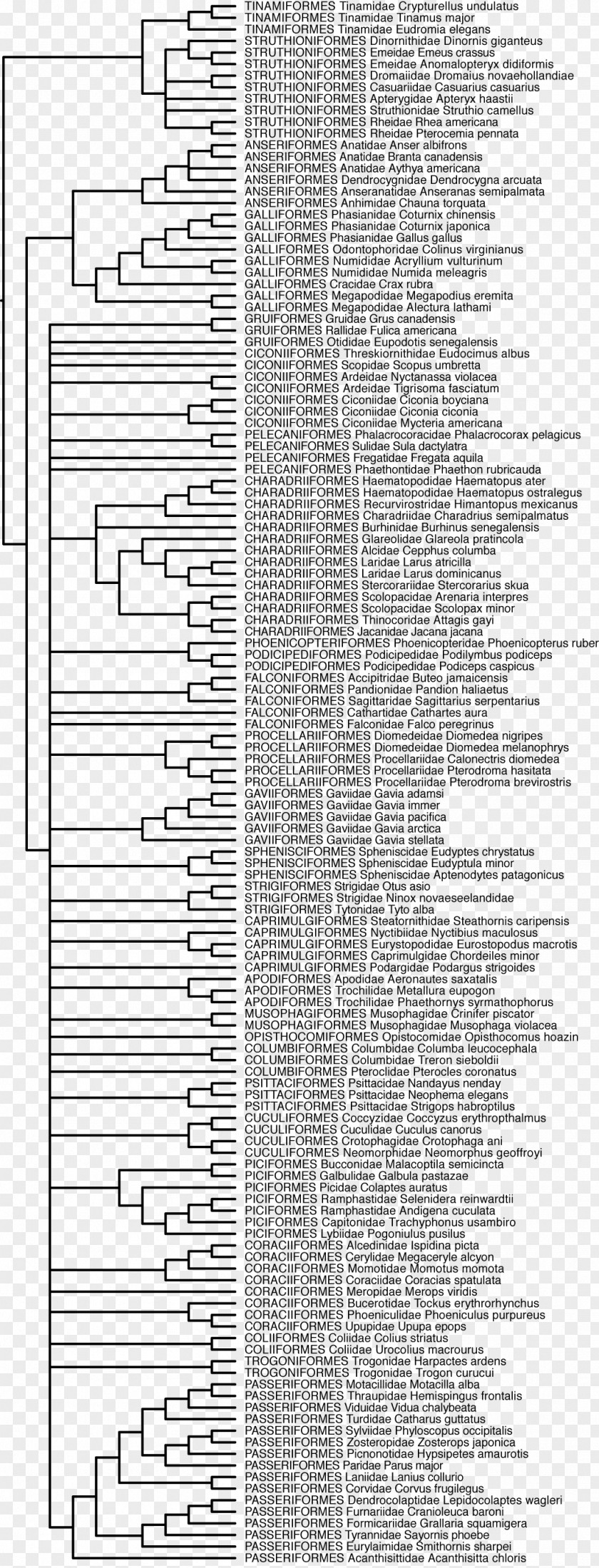 Mito Material Phylogenetic Tree Phylogenetics Evolution Bird PNG