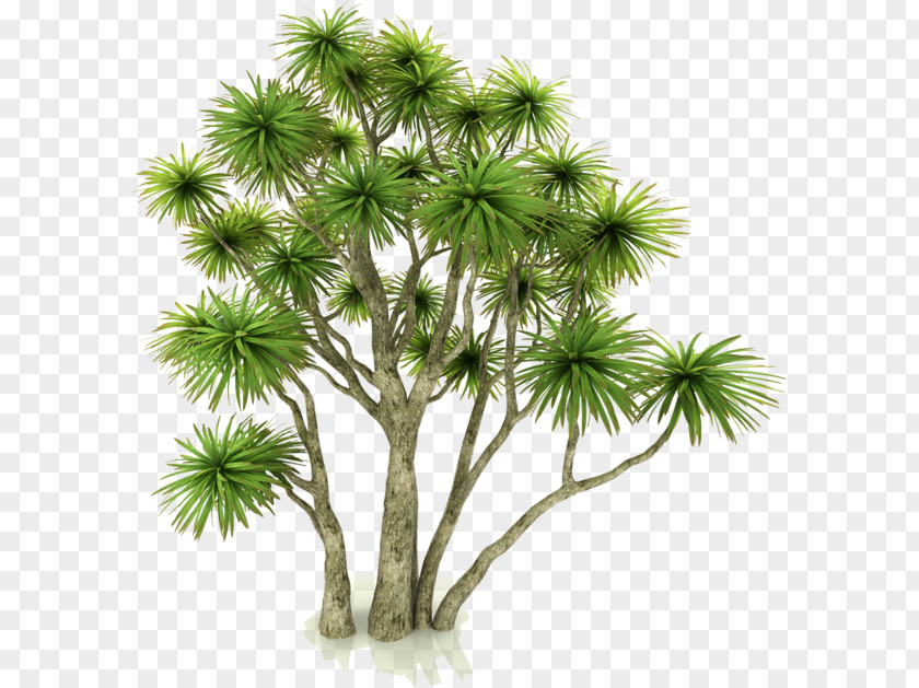 Tree New Zealand Cabbage Asian Palmyra Palm Arecaceae Houseplant PNG