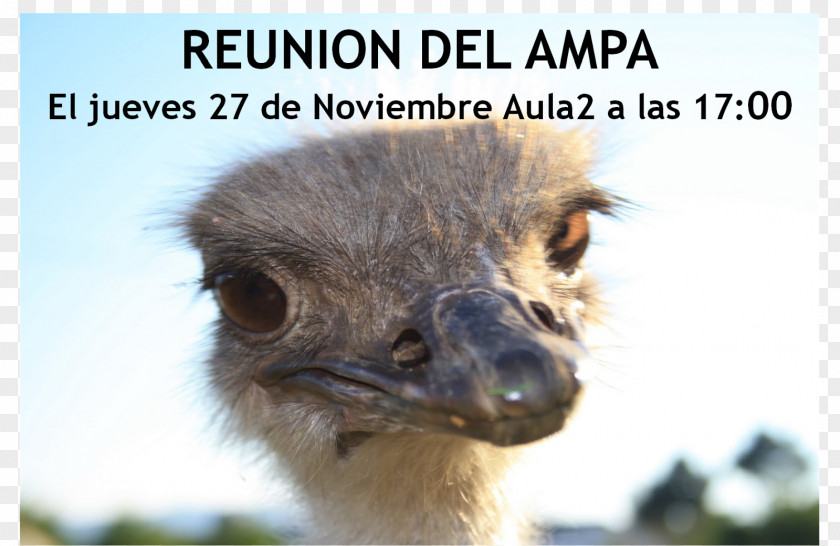 Reuni Common Ostrich Emu Beak Terrestrial Animal Snout PNG