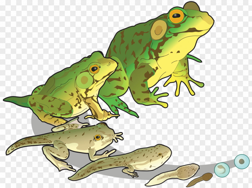 Stage Goliath Frog Edible Salamander Tadpole PNG