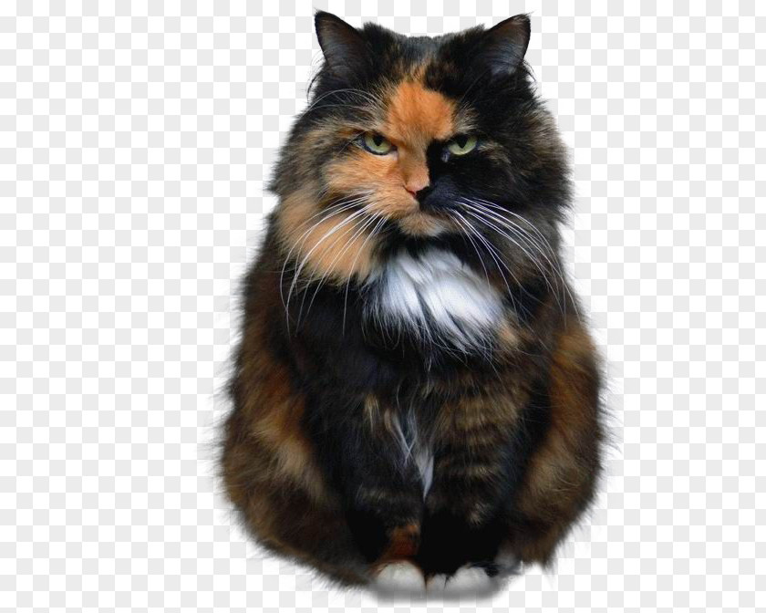 Cat Pet Culture Meme Veterinarian PNG Veterinarian, clipart PNG