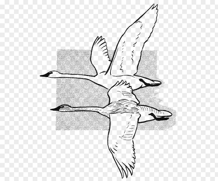 Flying Swan Beak Cygnini Anatidae Sketch PNG