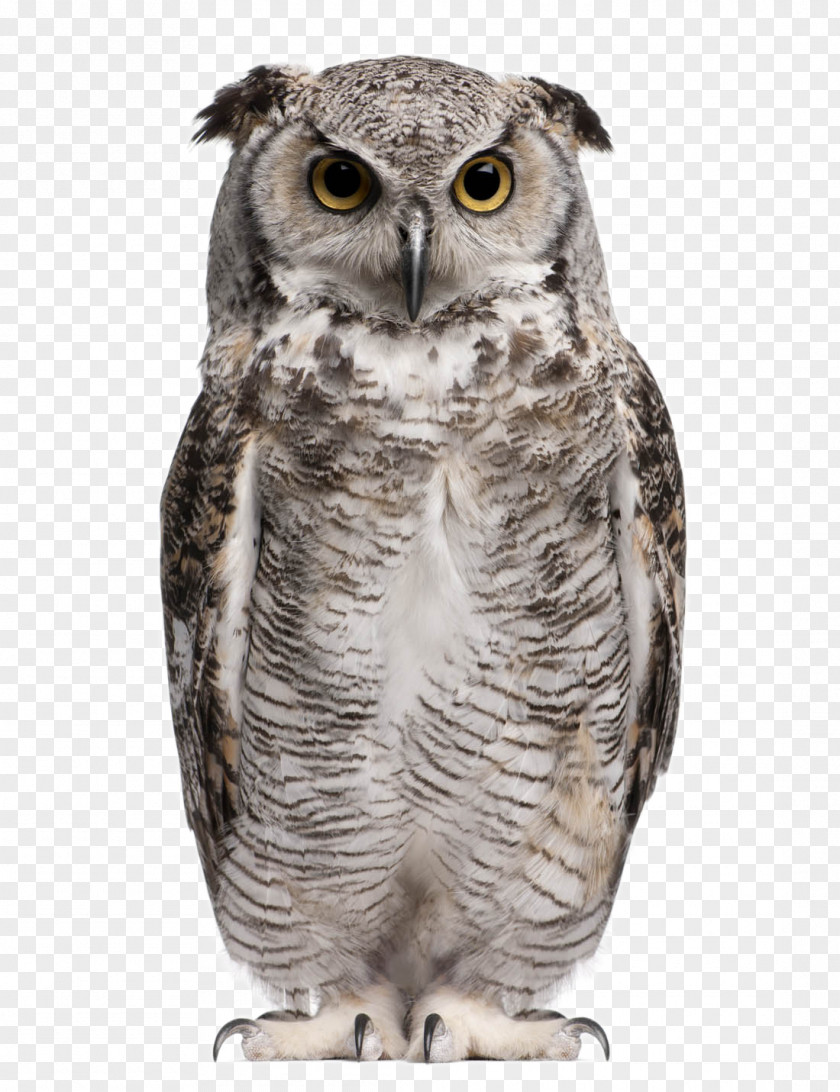 Lovely Owl Great Horned Eurasian Eagle-owl Snowy Barn Stock Photography PNG