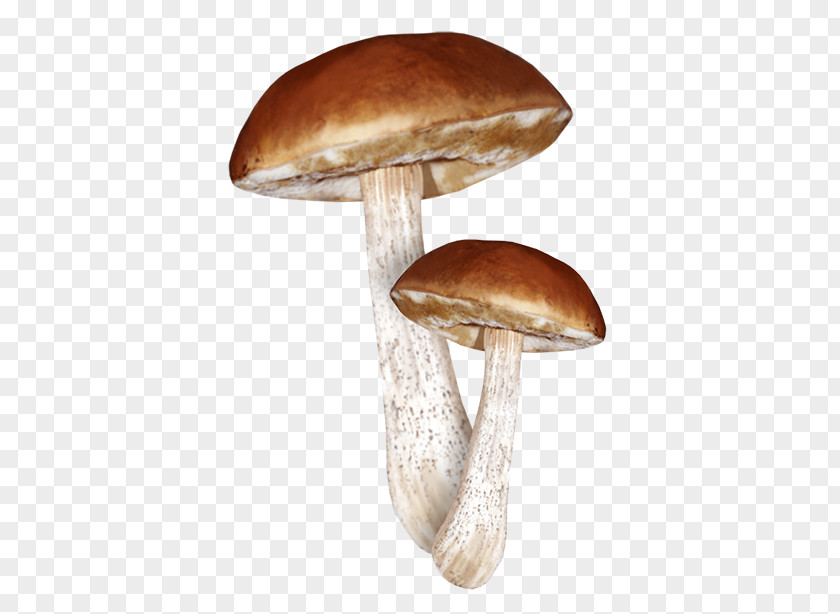 Mushroom Fungus Edible Clitocybe Nuda Lepista PNG