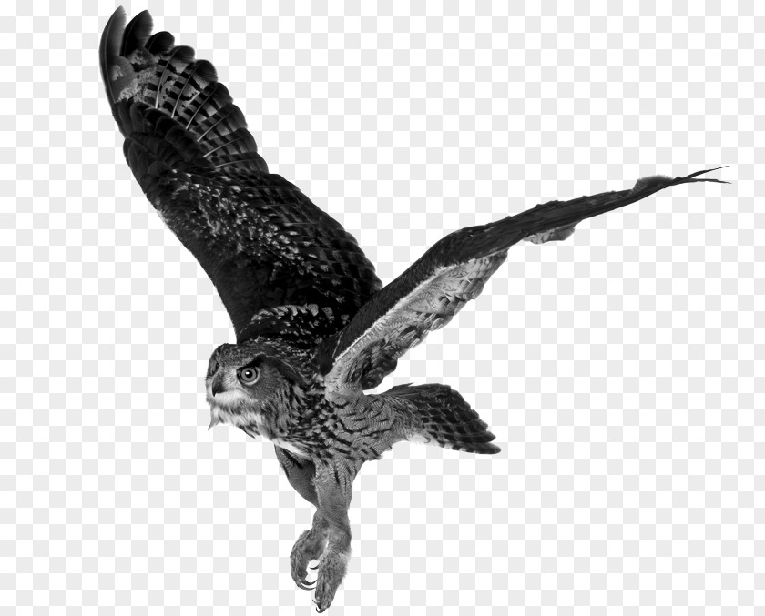 Owl Eurasian Eagle-owl Tawny Stock Photography Royalty-free PNG