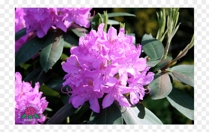 Rhododendron Catawbiense Azalea Pink M Annual Plant PNG