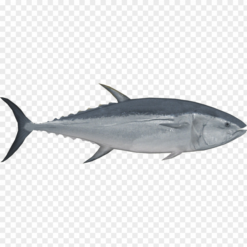 Tuna Pacific Bluefin Southern Albacore Bigeye Fish PNG