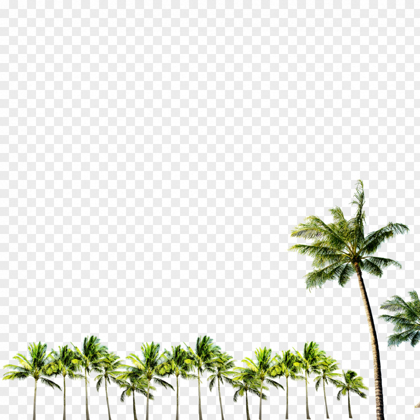 A Row Of Palm Agra Club Layers PNG