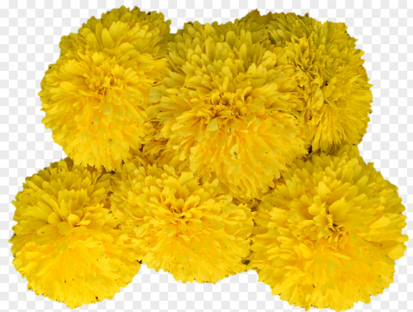 Aum Poster Cut Flowers Yellow Mimosa Chrysanthemum PNG