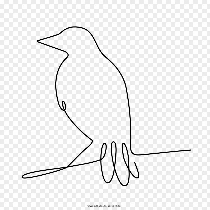 Bird Drawing Coloring Book Common Raven PNG