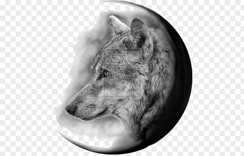Flash Gray Wolf Coyote Tattoo Jackal PNG