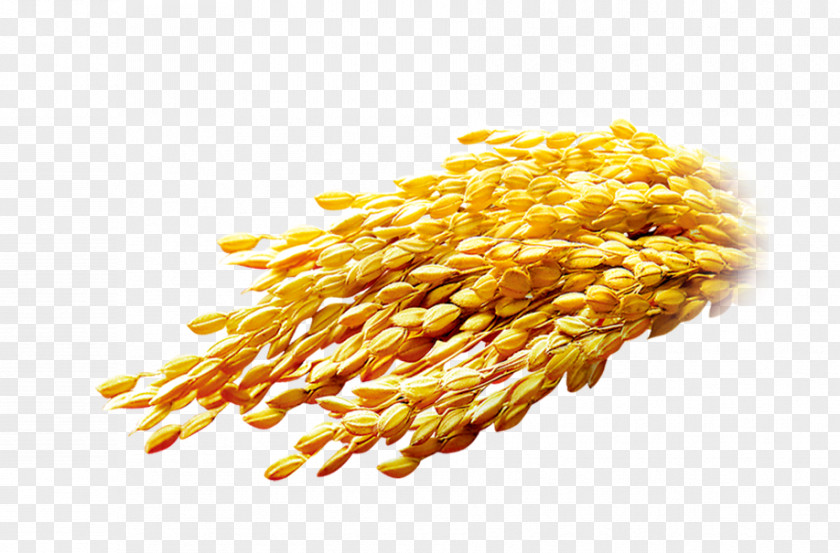 Golden Wheat Oats Rice Download Computer File PNG