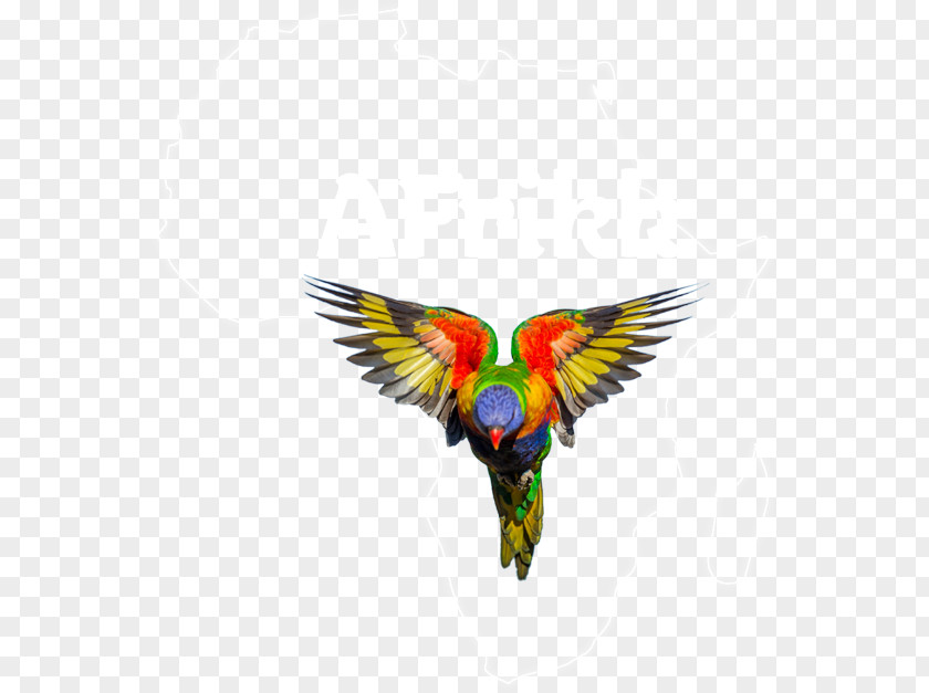 Hard Rock Dominican Republic Parrot Bird Loriini Rainbow Lorikeet Pet PNG