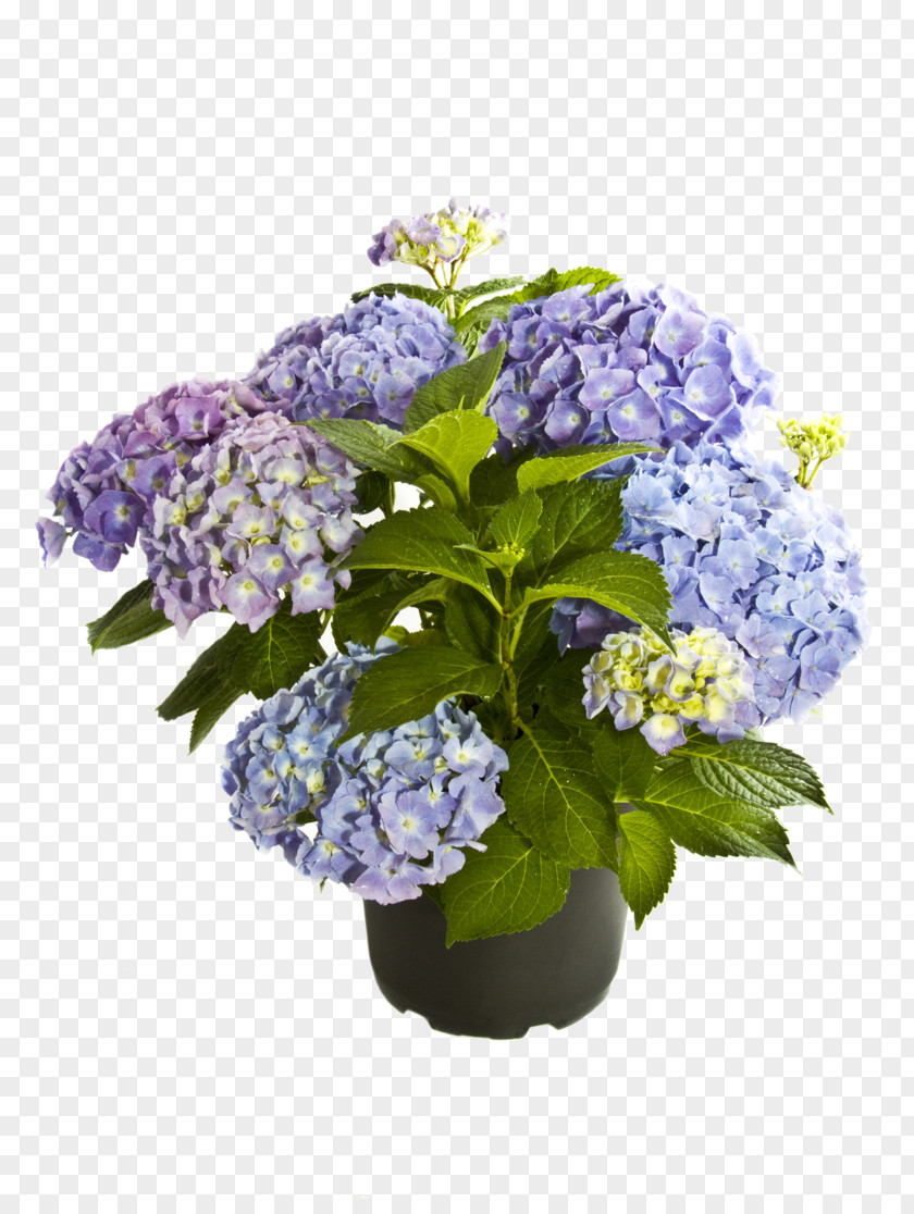 Hortensia French Hydrangea Plant Cut Flowers Purple PNG