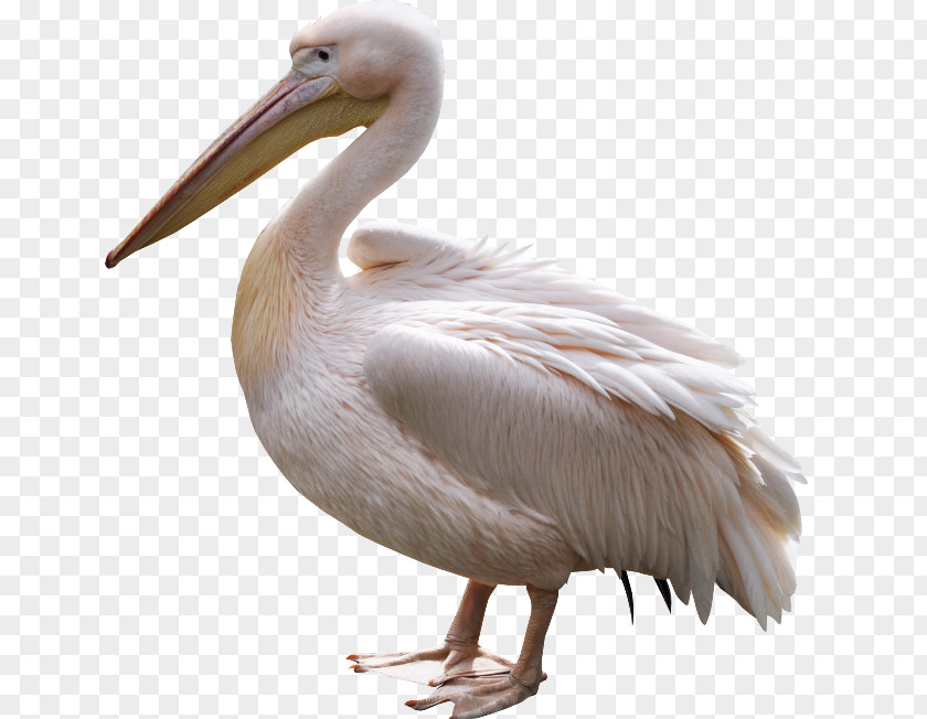 Pelican PNG clipart PNG