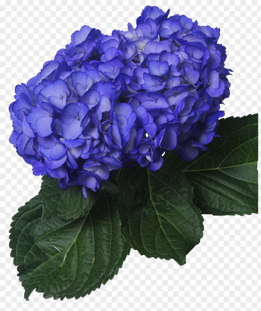 Purple Hydrangea Cut Flowers Annual Plant Herbaceous PNG