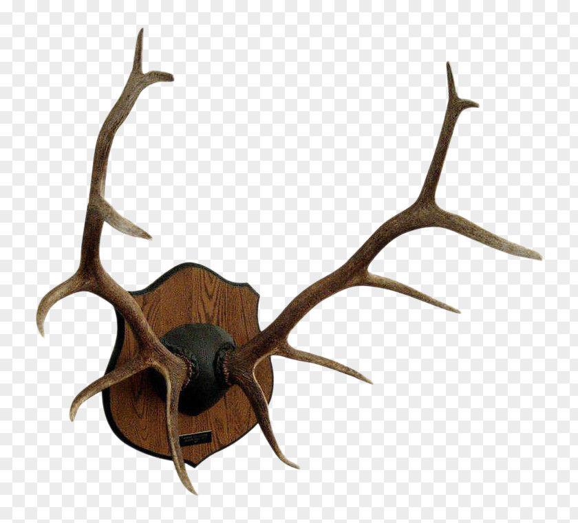 Deer Red Antler Elk Moose PNG