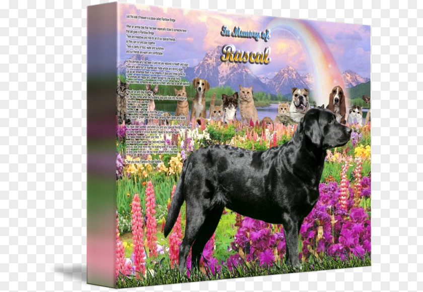 Golden Retriever Boykin Spaniel Dog Breed Boykin, Kershaw County, South Carolina Picture Frames PNG