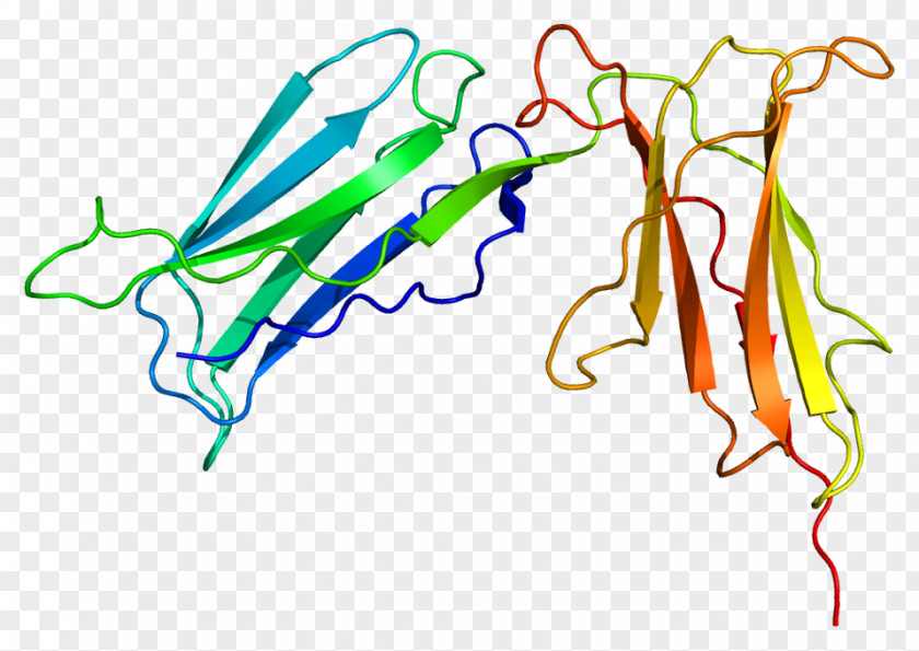 Human Leukocyte Antigen Killer-cell Immunoglobulin-like Receptor KIR2DL1 Protein Immunoglobulin Domain KIR2DS4 PNG