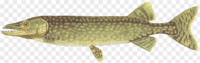Northern Pike Clip Art PNG