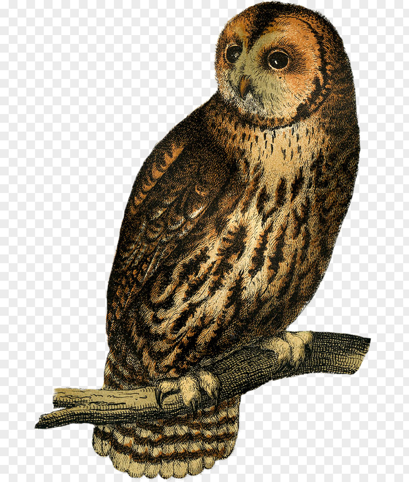 Owl Great Grey Beak Falcon Terrestrial Animal PNG