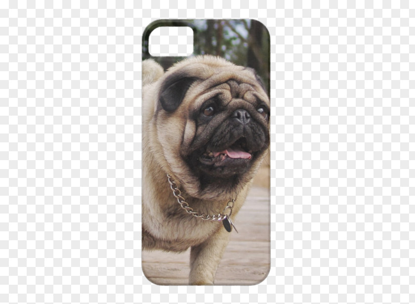 Pug IPhone 5s French Bulldog 5c PNG