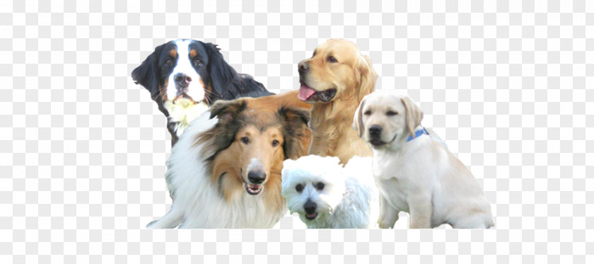 Puppy Dog Breed Hundesalon Smiley Sporting Group PNG