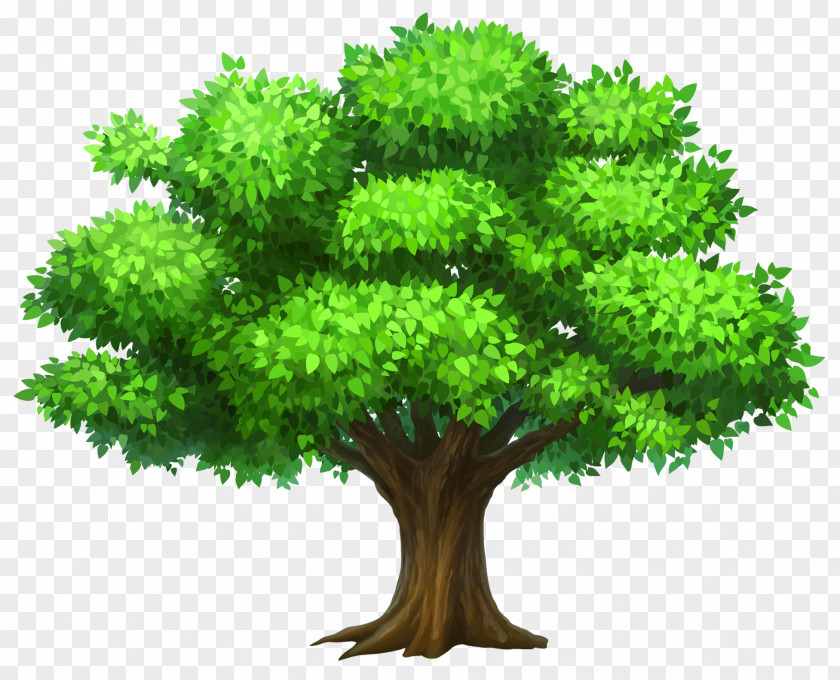 Tree Cliparts Oak Clip Art PNG